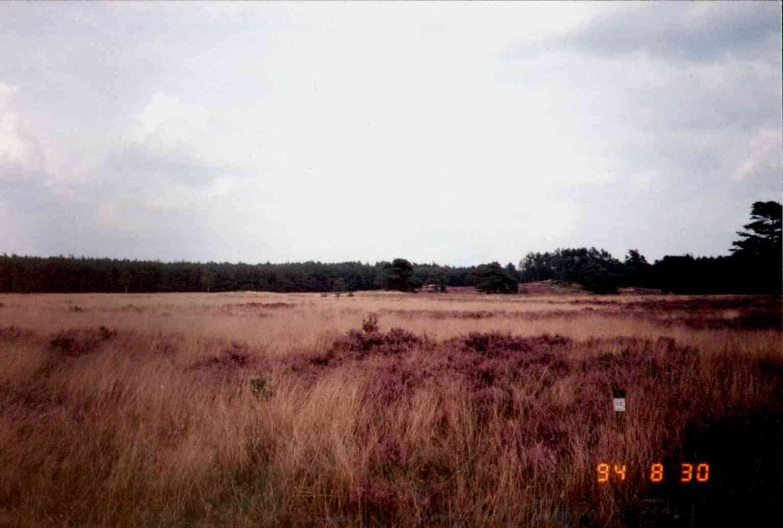 hier is de heide tussen de raatakkertjes totaal vergrast