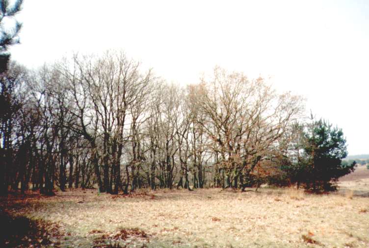 Carr�: album CorQ Alg 1996: foto 66-3