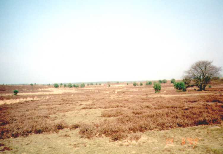 Patroon in de heide: album CorQ Alg 1996: foto 64-4