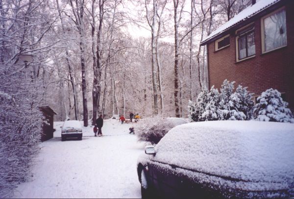 Eikenwal in de sneeuw
