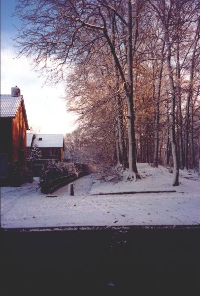 Eikenwal in de sneeuw