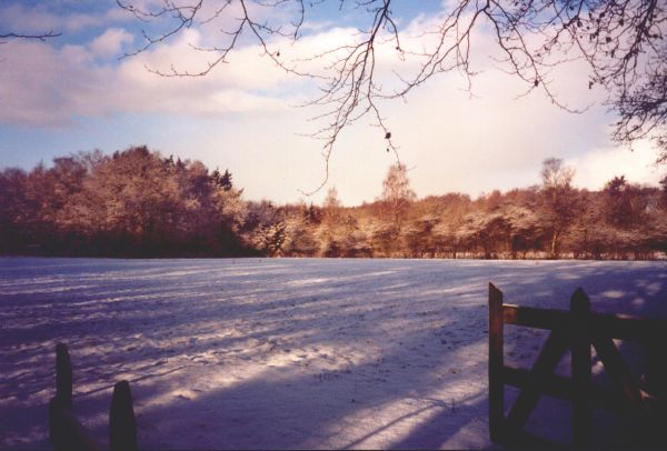 Gansenakkers in de sneeuw
